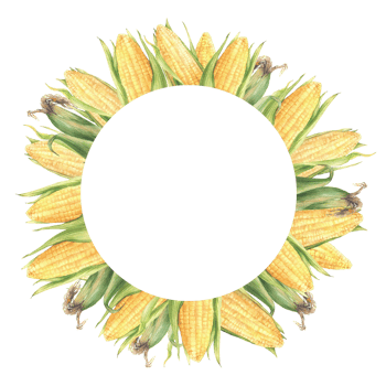 Corn cobs circle frame. Sweet golden maize cobs wreath. Yellow grain vegetable with green husks, leaves Watercolor realistic painted isolated from background illustration for food label, sticker, logo png