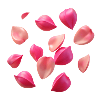 Pink Flower Petals Illustration png