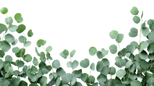 Lush eucalyptus leaves nature plant life minimalist top-down png
