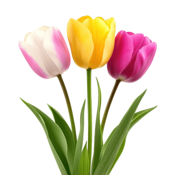 Three Tulip isolate on transparent background png