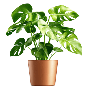 Lush green monstera plant in a terracotta pot looks and vibrant png