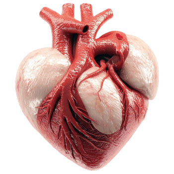 Anatomically detailed human heart with visibleeries looks realistic and scientific png