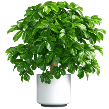 Potted green basil plant looks lush and healthy png