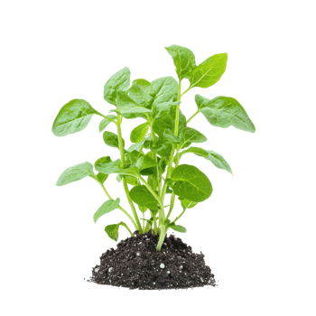 Spinach isolate on transparent background png
