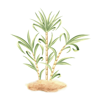 Sugar cane with leaves on grond. Bamboo. Hand drawn watercolor illustration isolate. Fresh sweet ripe stem for sugar production. Ingredient for rum, alcoholic drink. Clipart for food industry, textile png