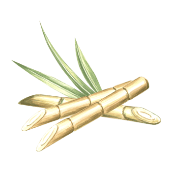 Cut sugar cane stalks with leaves. Bamboo. Hand drawn watercolor illustration isolate. Plantation harvest. Fresh sweet ripe stem for sugar production. Clipart of ingredient for rum, alcoholic drinks. png