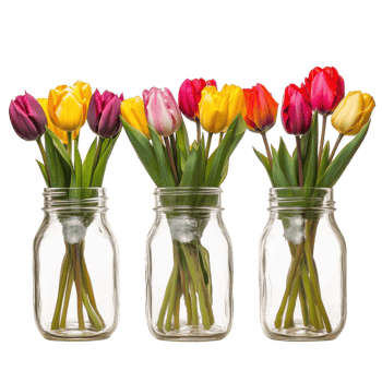 Colorful Tulip Bouquets in Jars on transparent background. png