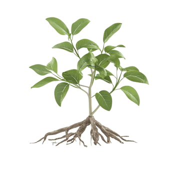 Young Green Plant with Exposed Roots png