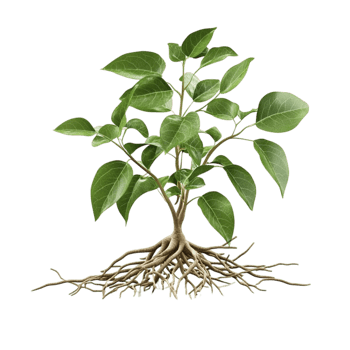 Lush Green Plant with an Extensive Root System png