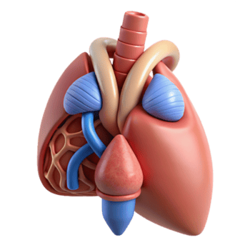 extraordinary minimalist Human Respiratory System Anatomy 3D Model premium png