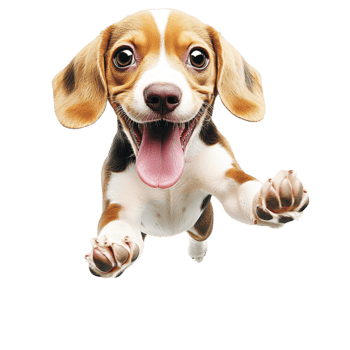 Excited beagle puppy playfully running forward with its tongue out png