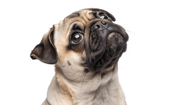 A pug looking up with a curious expression, isolated png