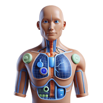 beautiful minimalist Internal Anatomy A 3D Model of the Human Body professional png