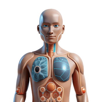 stunning rustic Human Anatomy 3D Model of Internal Organs 4K png