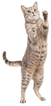 Tabby cat standing on its hind legs with its front paws raised isolated on transparent background png