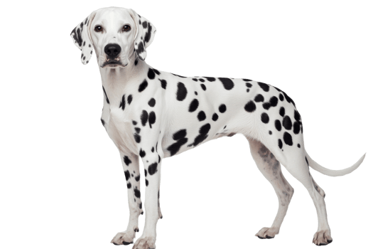 Dalmation dog posing in a studio setting png