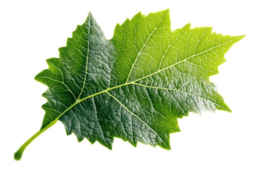Textured green leaf transparent background png
