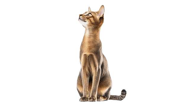 Cat sitting and looking up with alert expression png