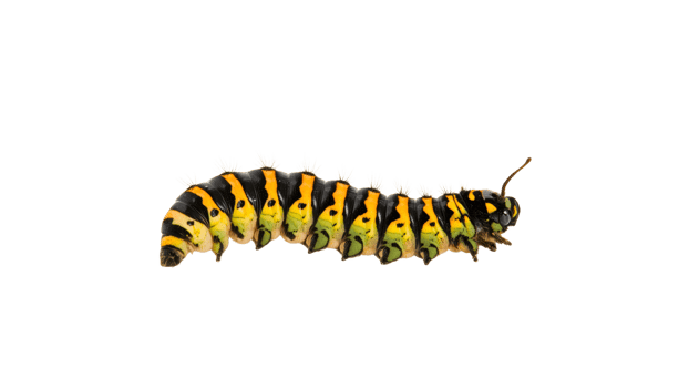 Colorful caterpillar crawling on white surface png