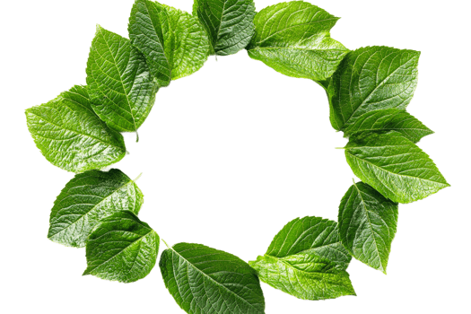Vibrant green leaves arranged in circular pattern png