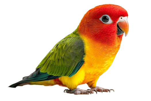Colorful parrot perched on a surface in daylight png