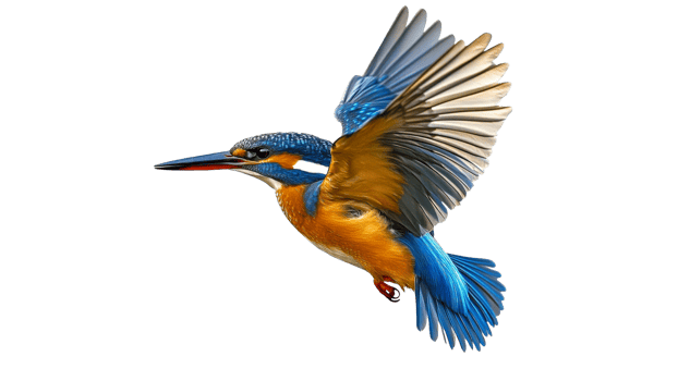 Colorful kingfisher soaring through the air png
