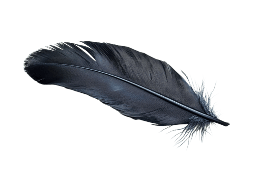 Glossy black feather on white background png