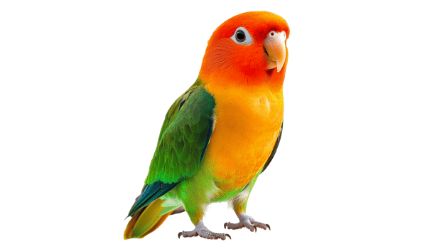 Colorful lovebird standing on a white background png