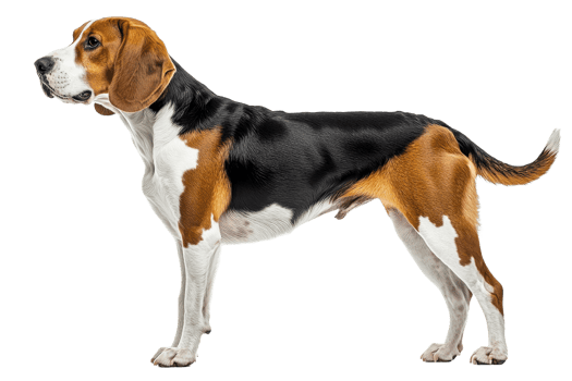Beagle dog standing proudly on white background png