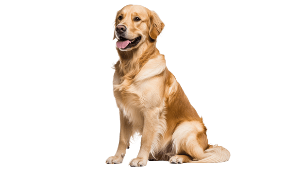 Golden retriever sitting on a white background png