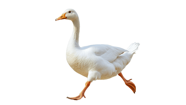 White goose walking gracefully in a bright setting png