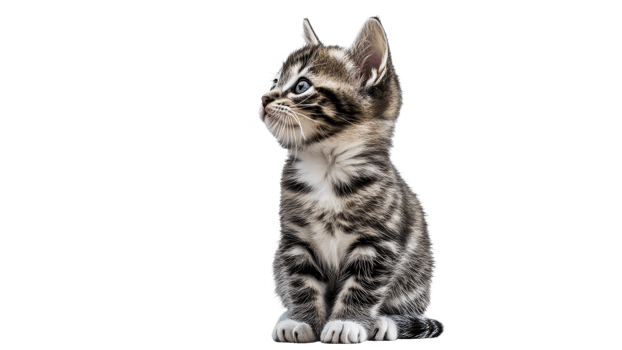 Playful striped kitten looking right in studio png