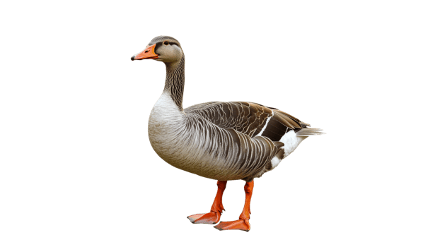 Goose standing on white background in natural pose png