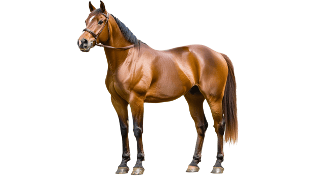 Majestic brown horse standing gracefully outdoors png