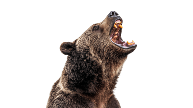 Intense roaring grizzly bear profile png