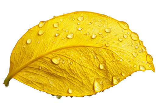 Yellow leaf with water drops png