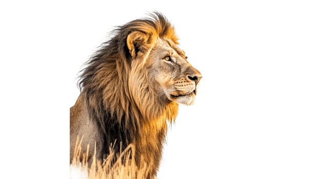 Majestic lion gazing into the horizon at sunset png