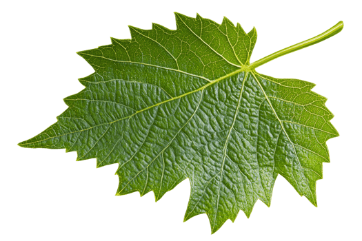 Fresh green leaf with intricate texture details png