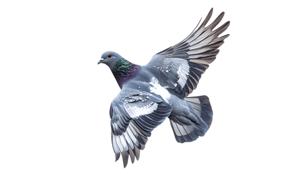 Pigeon in mid flight showcasing vibrant plumage png