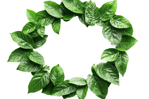 Leafy wreath arranged with vibrant green leaves png