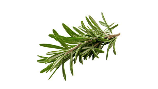 Fresh rosemary sprig on a white background png