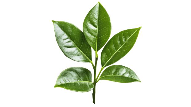 Bright light on green leaves, single stem png