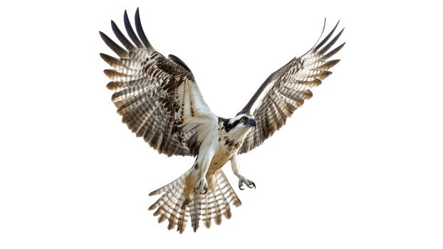 Osprey in flight over white background png