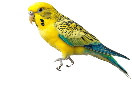 Colorful budgerigar perched in mid flight png