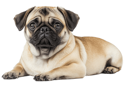 Pug lounging comfortably on a white background png