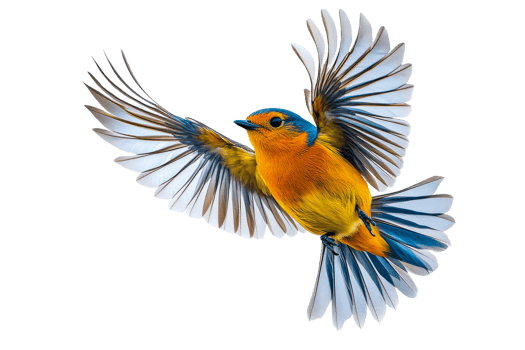 Vibrant bird flying with bright feathers png