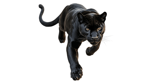 Black panther walking through a bright space png
