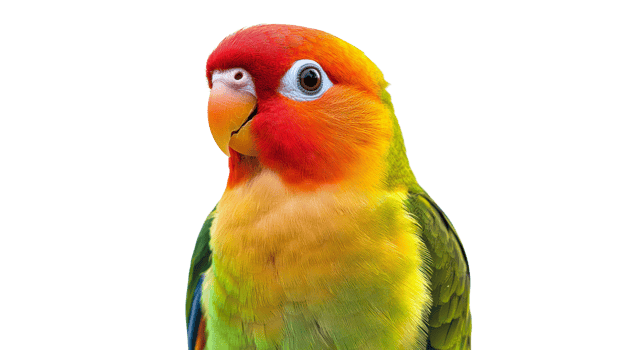 Parrot perched with vibrant feathers transparent background png