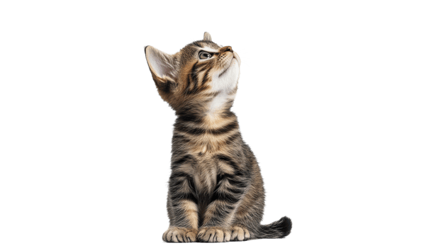 Cute tabby kitten curiously looking upwards png