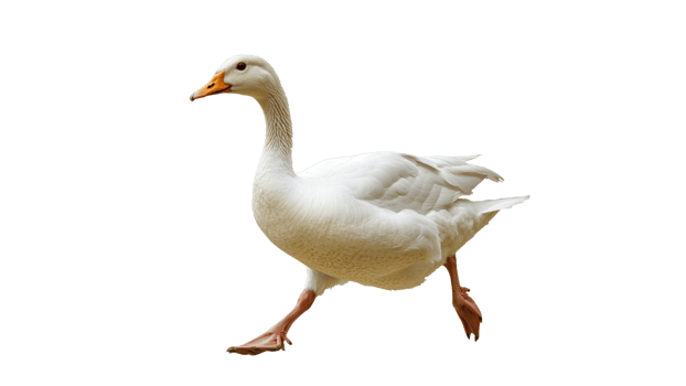 White goose walking on a white background png